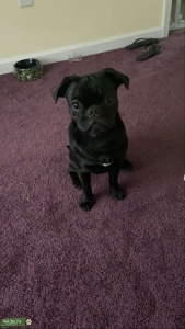 Black male pug  Listing Image