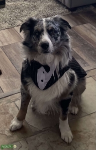 Standard Blue Merle Australian Shepherd Listing Image