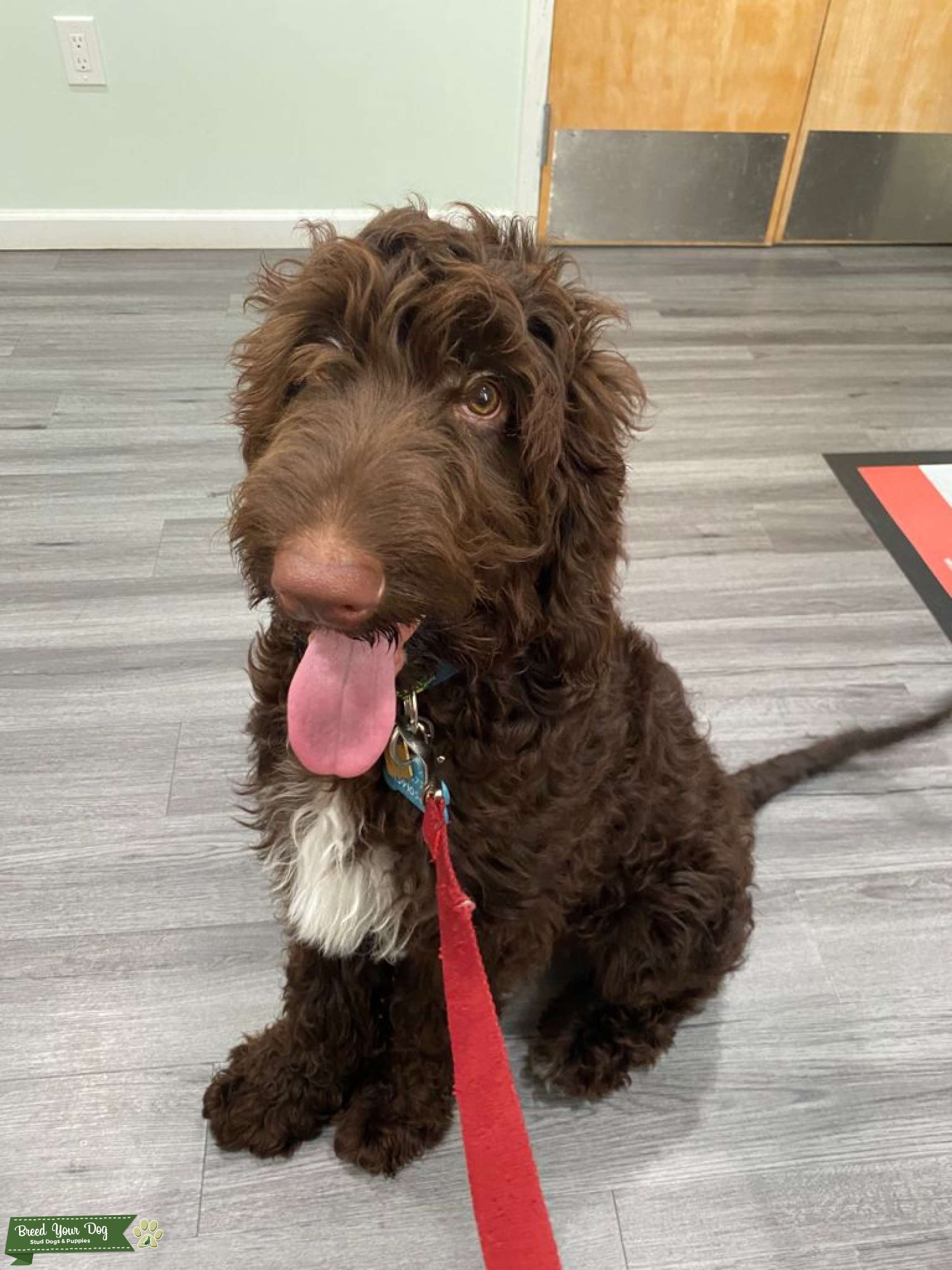 Chocolate F1b Goldendoodle Stud Stud Dog in Pennsylvania , the United