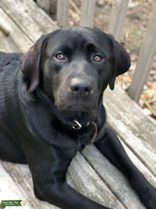 Beautiful Black Lab  Listing Image