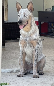 Handsome Mottled Blue Heeler  Listing Image
