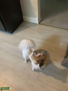 Looking for Pomeranian stud Listing Image