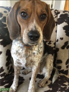 Dolly Bluebonnet - Bluetick Beagle Listing Image