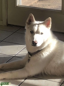 White Blue eyed Siberian Husky  Listing Image