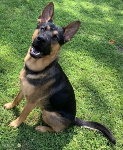 Short Haired Black & Tan German Shepherd Dog Listing Image