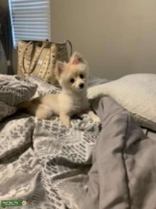 Looking for male  Listing Image