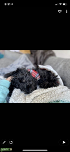 Stud Available - Scotland only  Listing Image