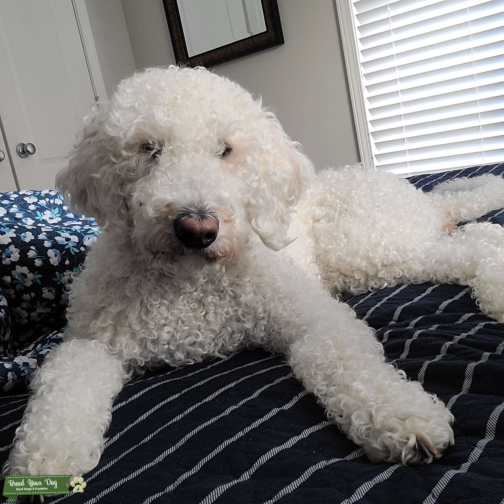 F1 labradoodle Stud Dog in KS, the United States Breed Your Dog