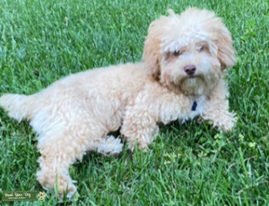 Toy poodle stud Listing Image