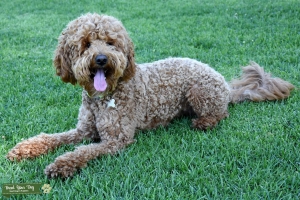 Mini Goldendoodle Listing Image
