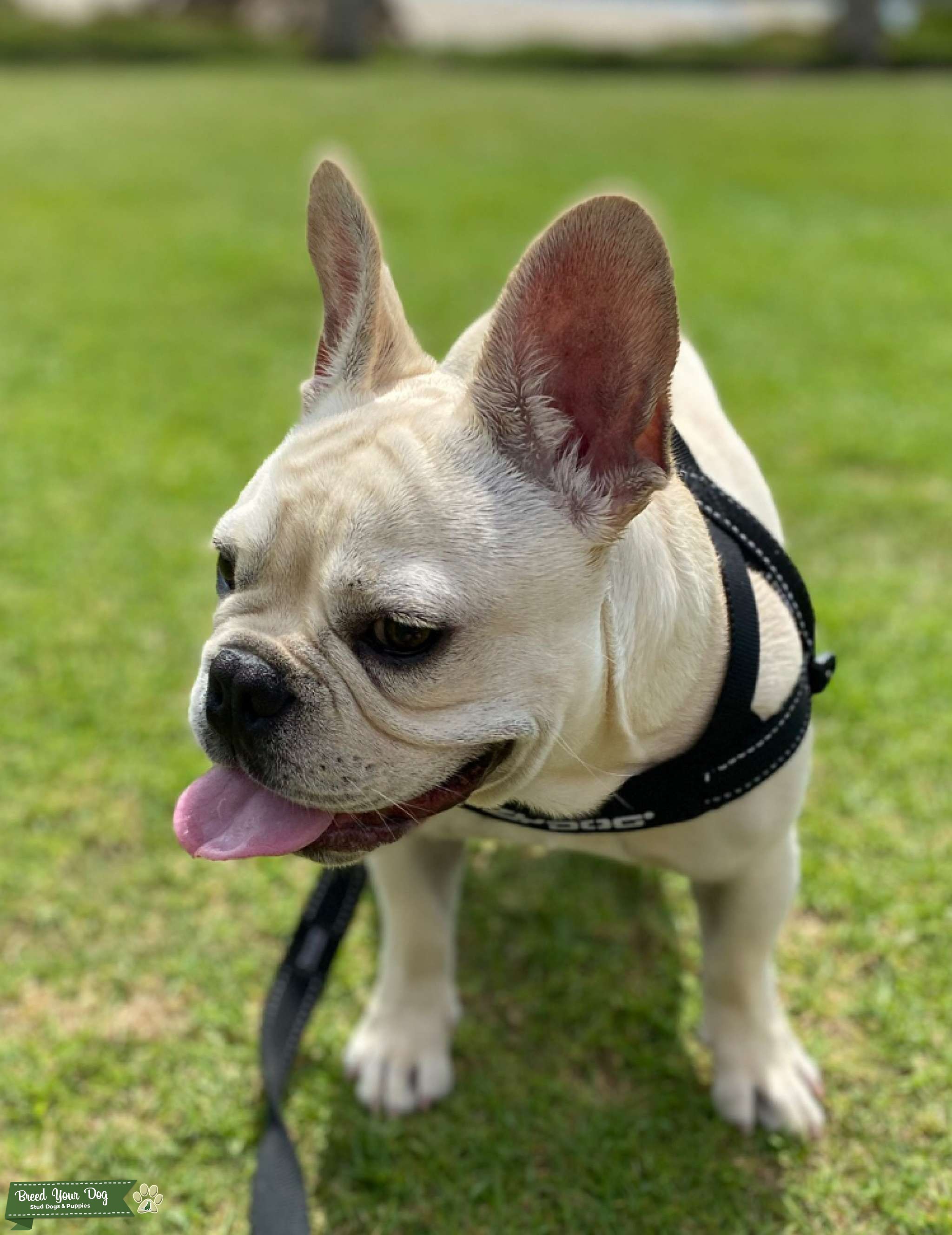 Cream French Bulldog Stud Available ( 32 LB’s) Stud Dog in California , United States Breed