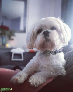 White and gold Shih Tzu for stud Listing Image