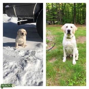 Stud dog Listing Image