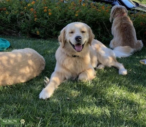 Blonde Golden Retriever  Listing Image