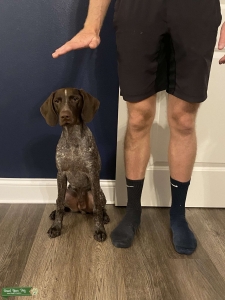 German Shorthaired Pointer Listing Image