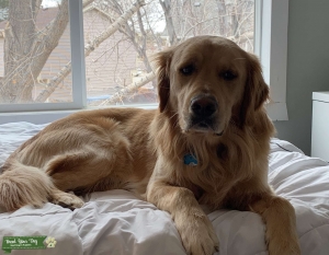 Light Golden Retriever Listing Image