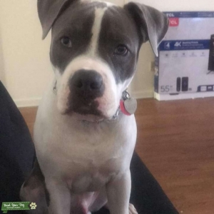 White and grayish blue Bully Listing Image