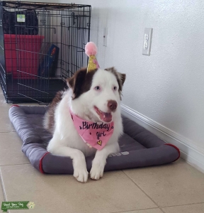 Smart, Beautiful & Affectionate (The Total Package!) Listing Image