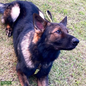 Black and tan German Shepherd Listing Image