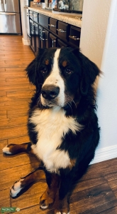 Bernese Listing Image