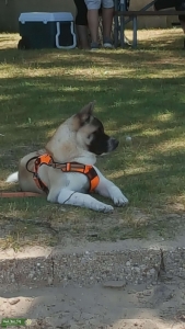 2 year old male Akita for stud Listing Image