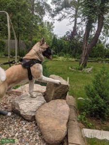2 year old male Akita for stud Listing Image