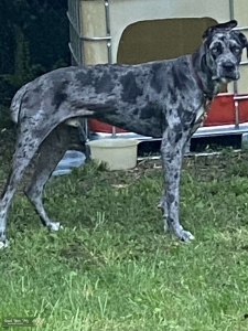 2 yr old Merle Great Dane for stud Listing Image