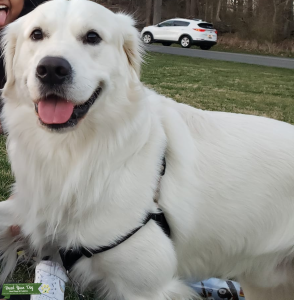 2 year old male Golden Retriever English Cream  , Pure breed Listing Image