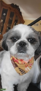Beautiful White,Gold, and Grey AKC Certified Male Shih Tzh Listing Image