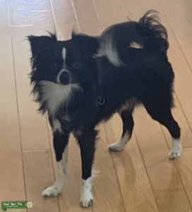 Long hair chihuahua looking for a stud Listing Image