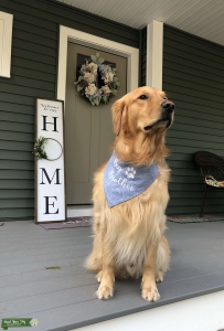 Pure Bred AKC Golden Retriever Listing Image