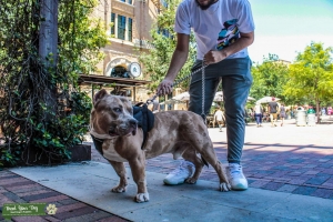 STAX THE BULLY Listing Image