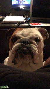 Gorgeous male English bulldog  Listing Image