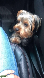 Tan and black Yorkshire terrier  Listing Image