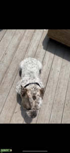 Dior / Ticked Exotic Bully ( Micro )  Listing Image