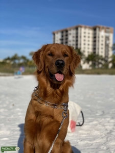 Looking for a girlfriend (golden retriever) Listing Image
