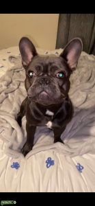 Looking for AKC French Bulldog Dam / Coop is not your average Listing Image
