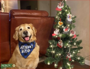 Male Stud Golden Retriever Listing Image