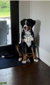 Bernese Mountain Dog For Stud Service Listing Image
