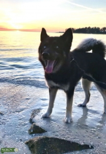 Female Designer Siberian Husky ready for puppies! Listing Image