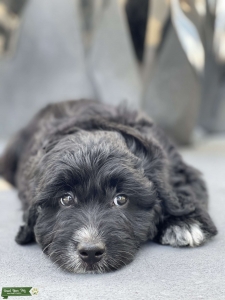 Male Aussiedoodle Looking for Female Doodle  Listing Image