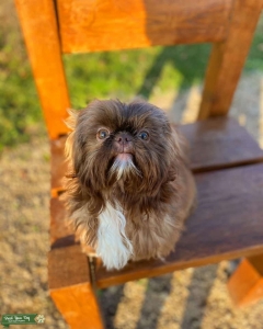 Chocolate Imperial Shih Tzu Stud Listing Image
