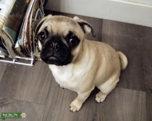 Female Fawn pug Listing Image