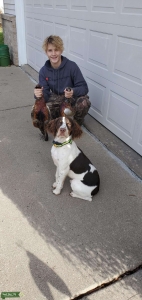 Spring Spaniel Stud Listing Image