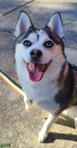 12.5 pounds of AWESOMNESS, Looking for my Baby Daddy!  Listing Image