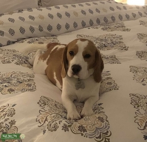 Handsome beagle stud looking for a girlfriend  Listing Image