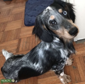 Stud Dachshund Looking for Female Listing Image