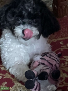 Toy Poodle STUD Listing Image