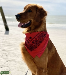 Looking for a girlfriend (golden retriever) for our boy  Listing Image
