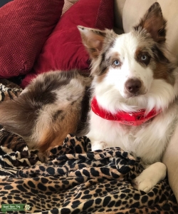 Red Merle, Blue eyes Australian Shepherd male Listing Image